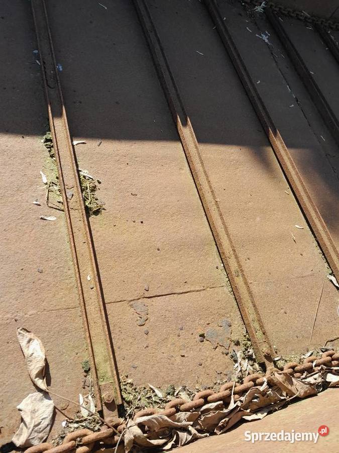 czarna bialostocka Pakość