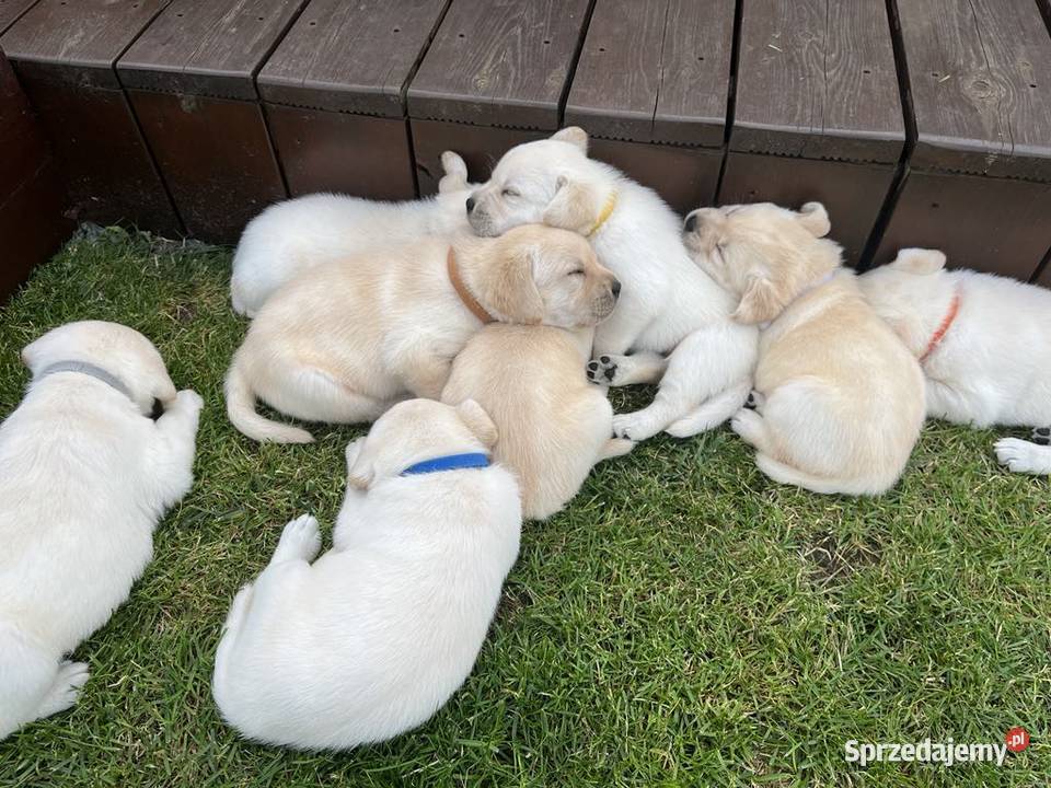 Labrador retriever ZKwPFCI najlepsza Toruń