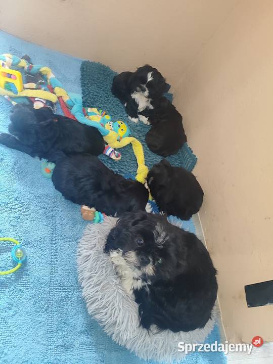 Shih tzu Zyck Polski