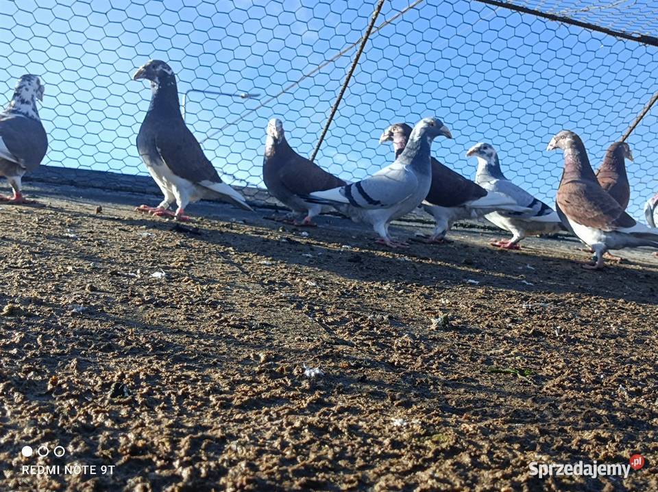 Gołębie Staropolskie Kuczbork-Wieś