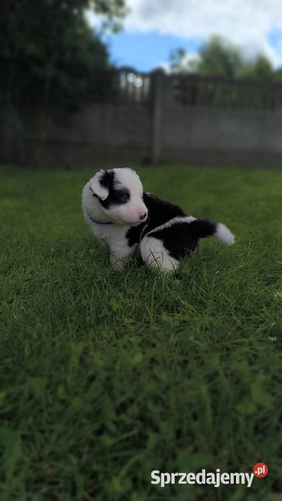 Border Collie czekoladowej matce do rezerwacji Ostrowy nad Okszą