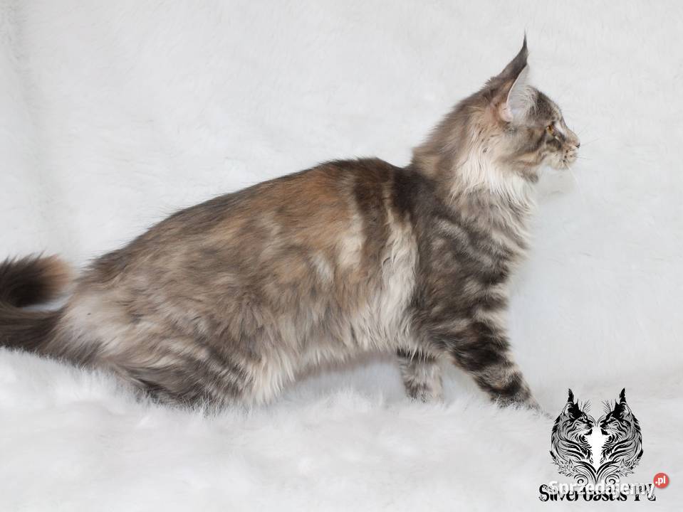 Kotka Maine Coon kociego behawiorysty Maine Coon