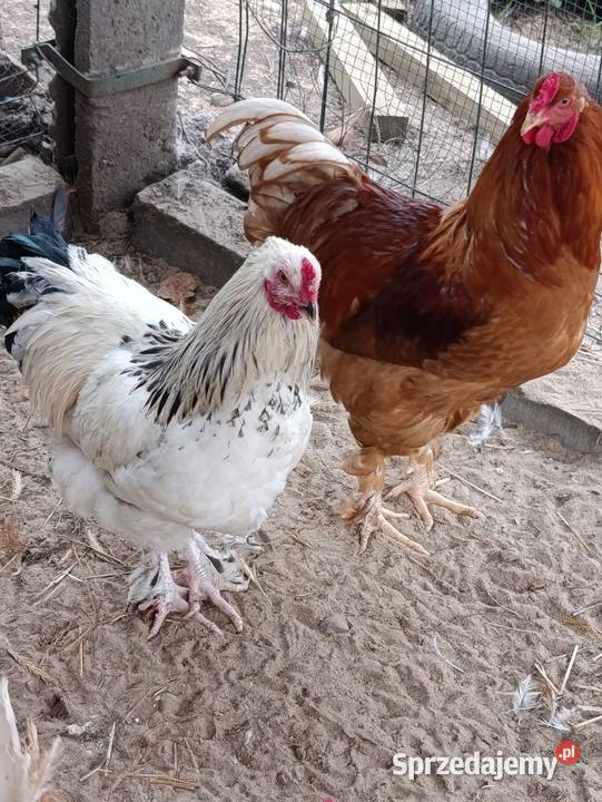 Koguty 28 tygodniowe brahmy Więcbork
