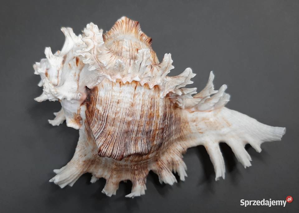 Muszla Rozkolec 2 ciemny lubelskie Lublin