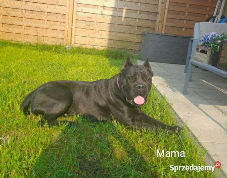 Cane Corso szczeniaki zagraniczne krycie ładna Kielce sprzedam