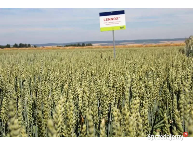 Pszenica jara kwalifikowana C1 LENNOX przewódka Brodnica sprzedam