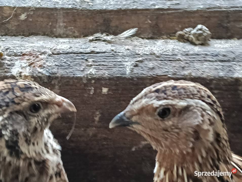 Koguty przepiórki japońskiej Gęsiniec