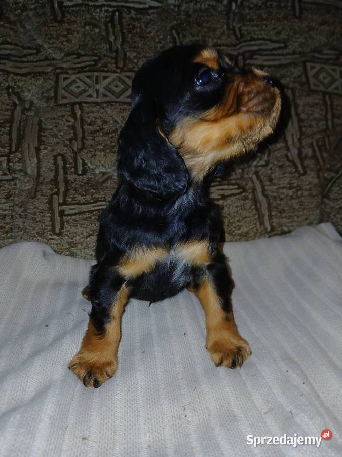 Cocker Spaniel Angielski piesek łódzkie Sieradz