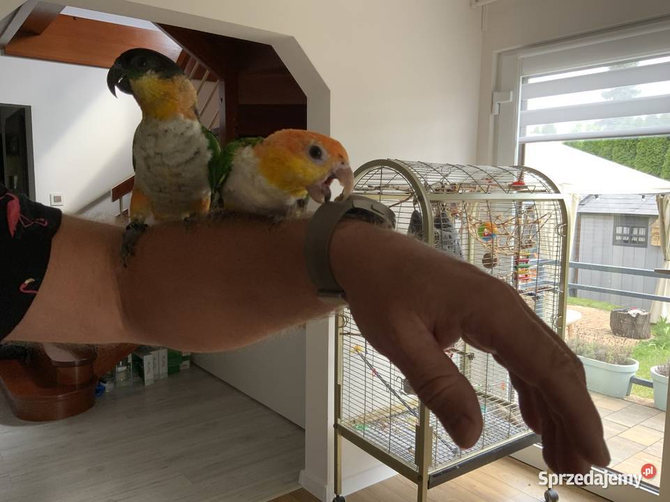 Barwinka czarnogłowa OSWOJONA samiec