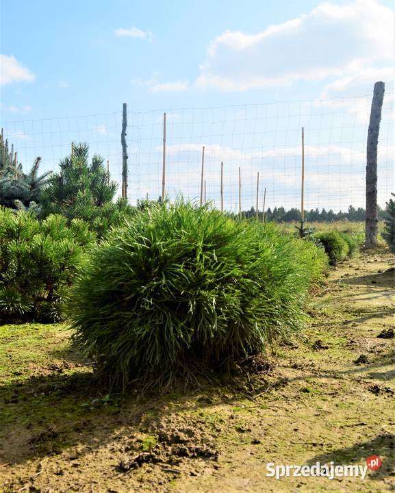sosna Varella Rośliny Skała