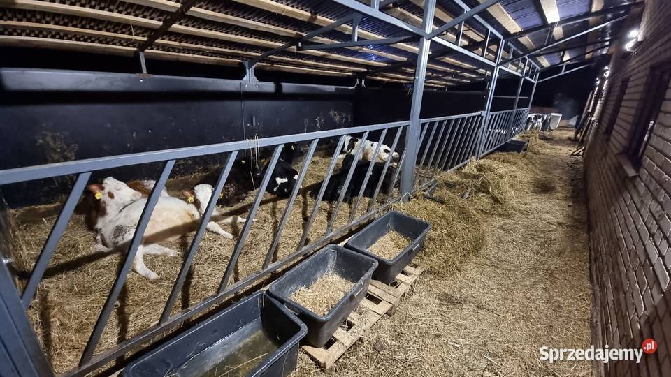 Domki cieląt grupowe Modułowe sprzedam