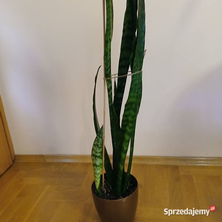Wężownica Sansewiera wysoka 100 Nowy Sącz