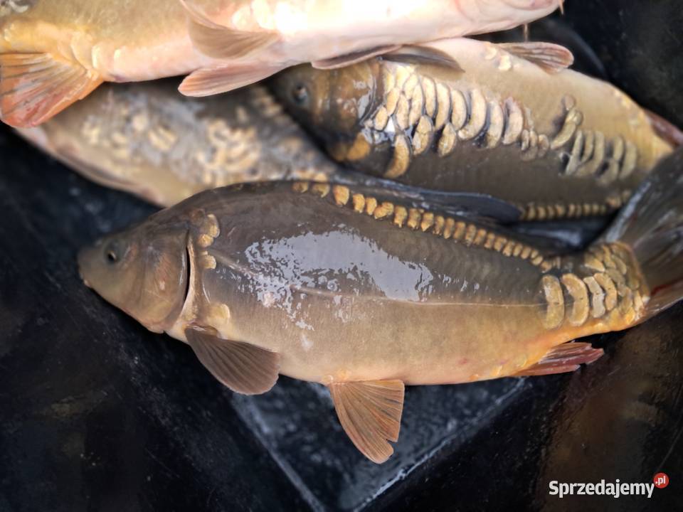 Rak szlachetny dolnośląskie Kąty Wrocławskie