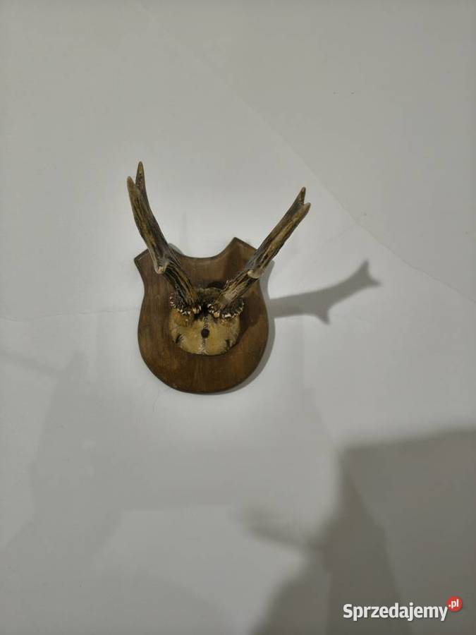 Rogi poroża ozdobne Jarocin