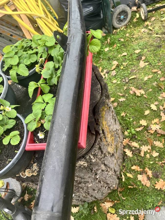 Tłumik MZ saxon 125150 org Wola Raniżowska