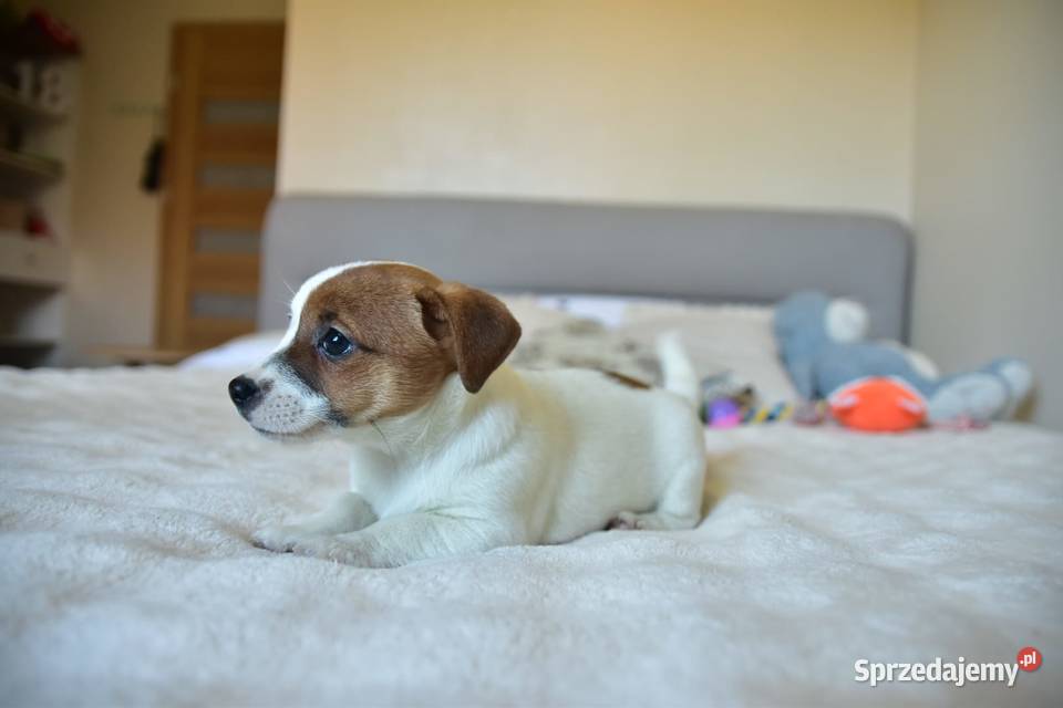 Jack Russell terrier fci sunia gotowa
