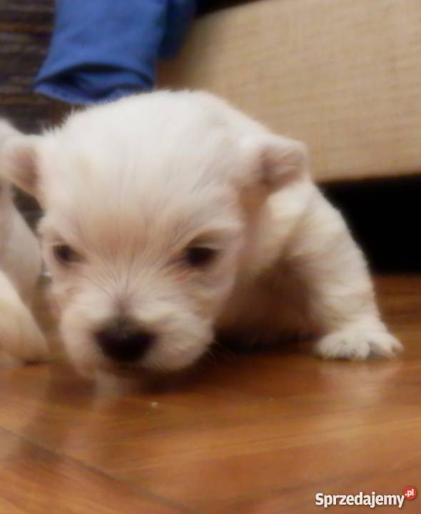 Śliczne szczeniaki West Kutno