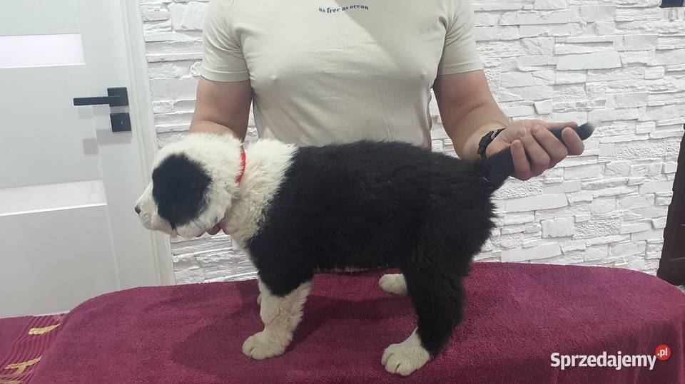 Owczarek Środkowoazjatycki łódzkie