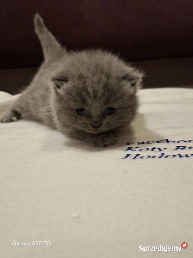 Kotka Brytyjska niebieska krótkowłosa Świebodzin sprzedam