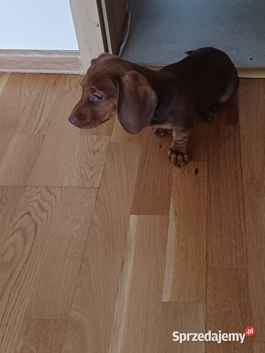 Jamnik miniaturowy sprzedam