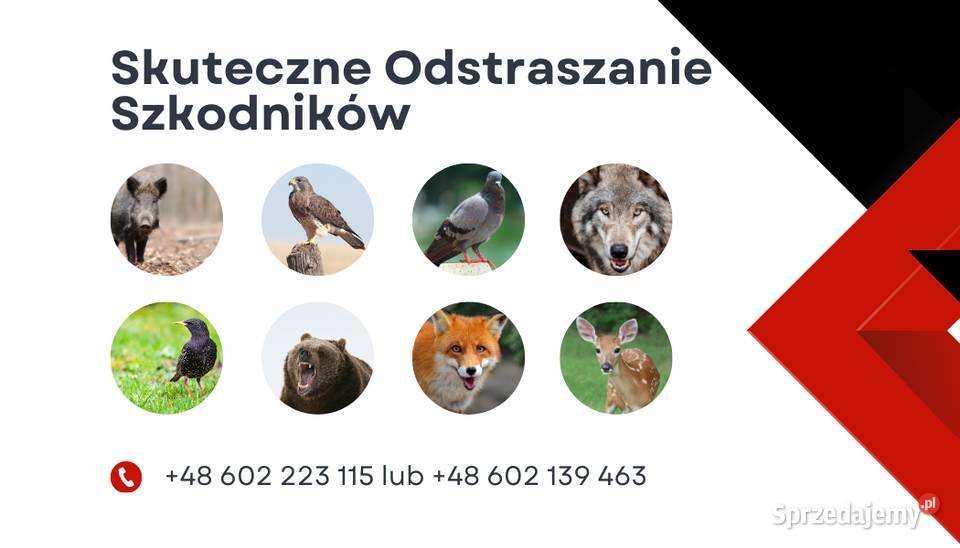 Skuteczny odstraszacz na dziki wilki szpaki lisy Poznań