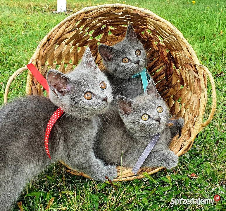 Brytyjski krótkowłosy kocięta do odbioru Piotrków Trybunalski
