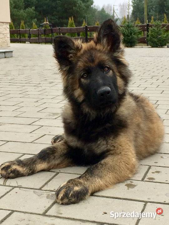 Owczarek staroniemiecki Aleksandrów Kujawski