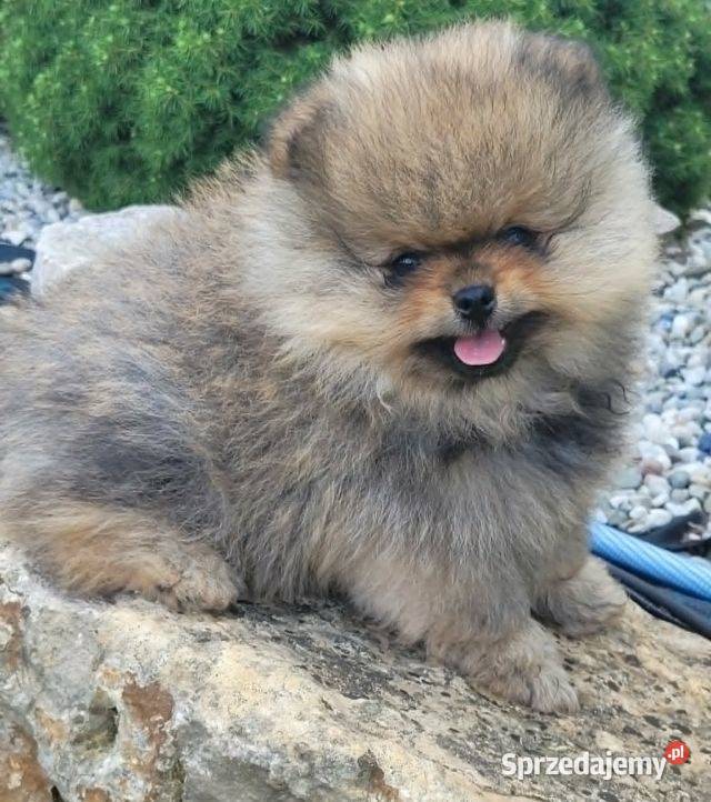 Piękne szczenięta szpic miniaturowy pomeranian Toszek