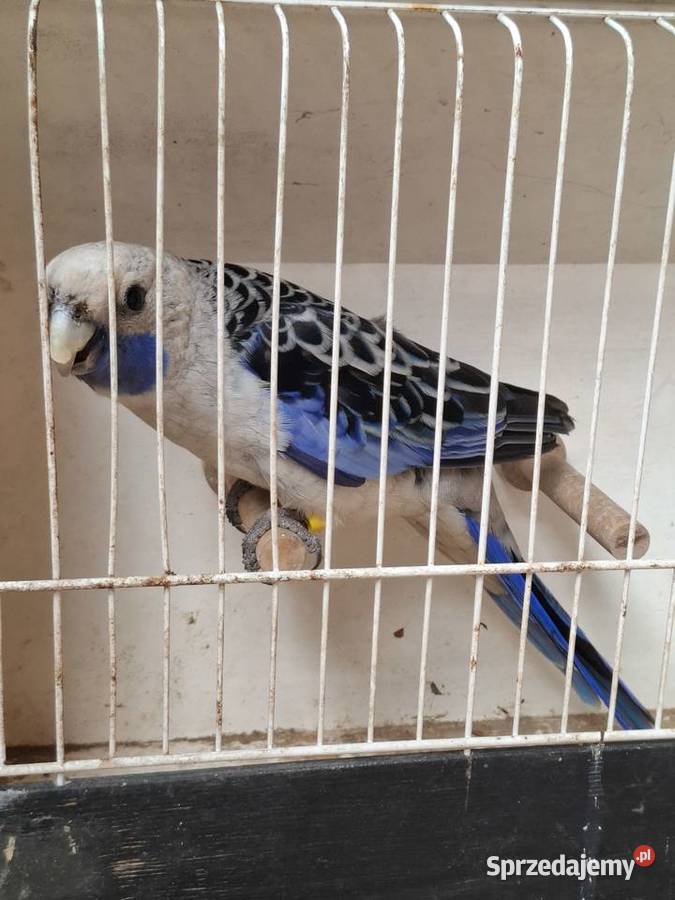 Rozella królewska samiec wielkopolskie Lubiechowo