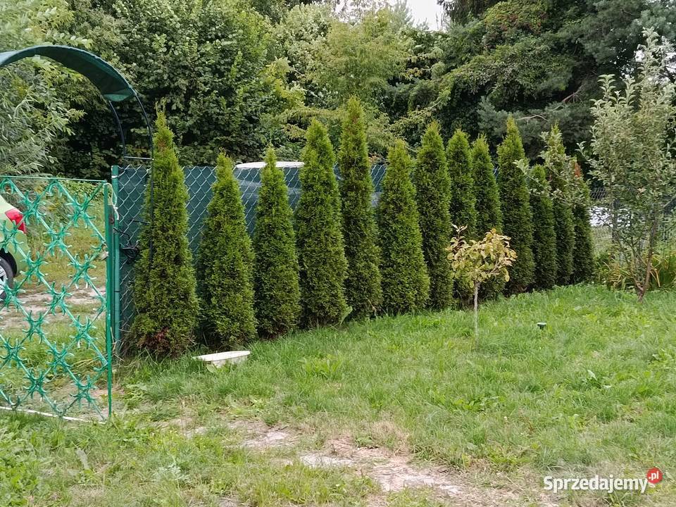działka ROD Kaczeniec Ząbki