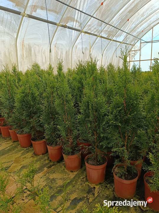 Tuja szmaradg mazowieckie