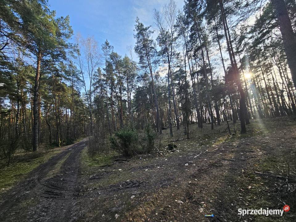 Działka Rolna Kolonia Rozniszew 8zł/m2