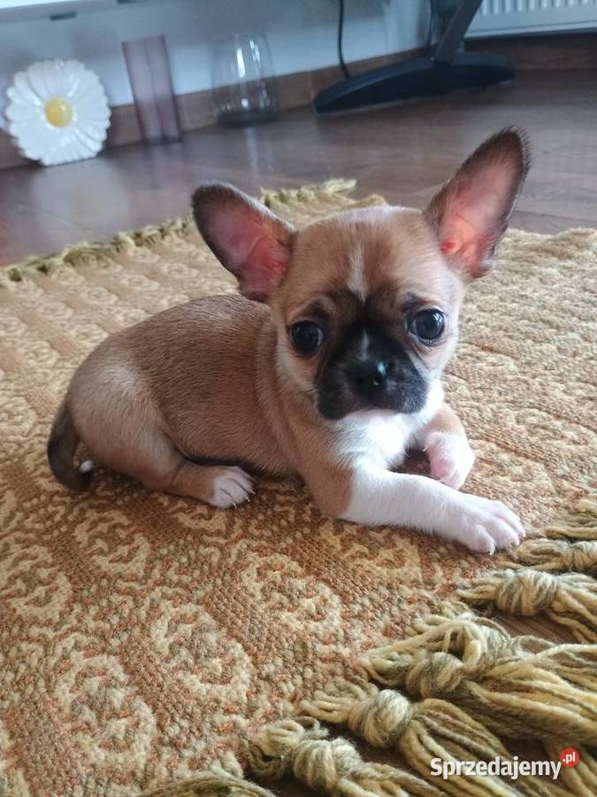 Chihuahua malutki xxs łódzkie Radomsko