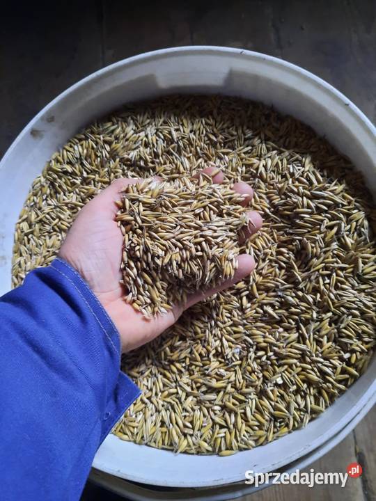 Owies jary ze zbioru 2025 świętokrzyskie Słopiec Rządowy-Kolonia sprzedam