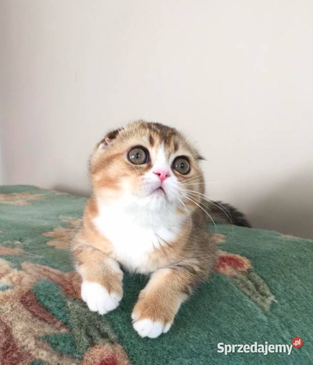 Scottish Fold koloru czarnozłotego z białym ny sprzedam