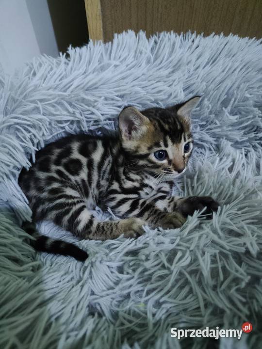 koty bengalskie kot bengalski Benjamin miot B Iskrzynia
