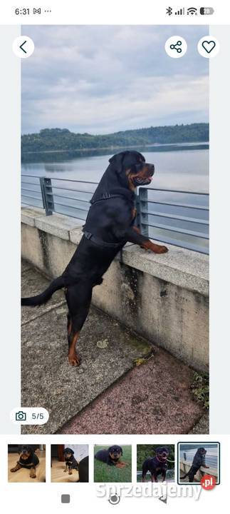 Szczeniak rottweiler suczka Lublin