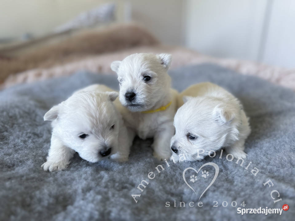 Szczenięta west highland white terrier FCI Poręba