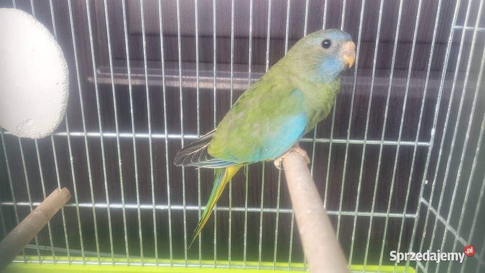 Papuga łąkowka wspaniała Wieliczka sprzedam