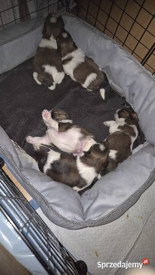 Szczeniak Pies Suczka Shih tzuHappy Dog BoBi mazowieckie Grodzisk Mazowiecki