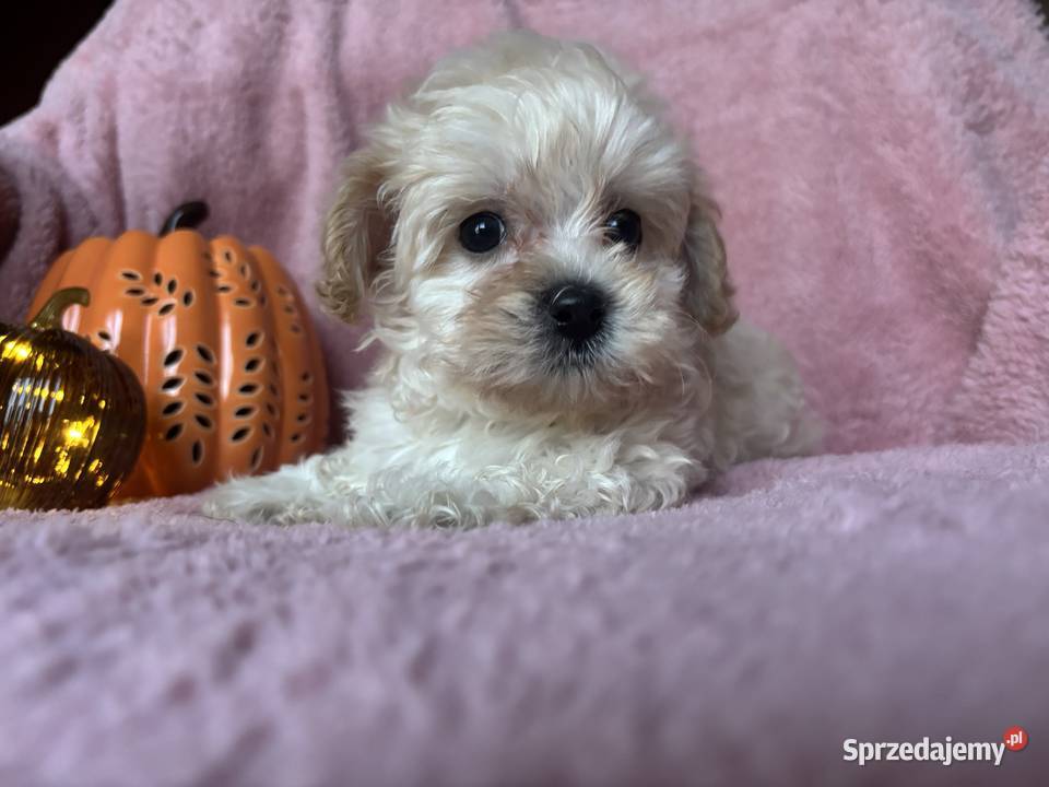 Sunia Maltipoo F1 biszkoptowa śląskie Częstochowa