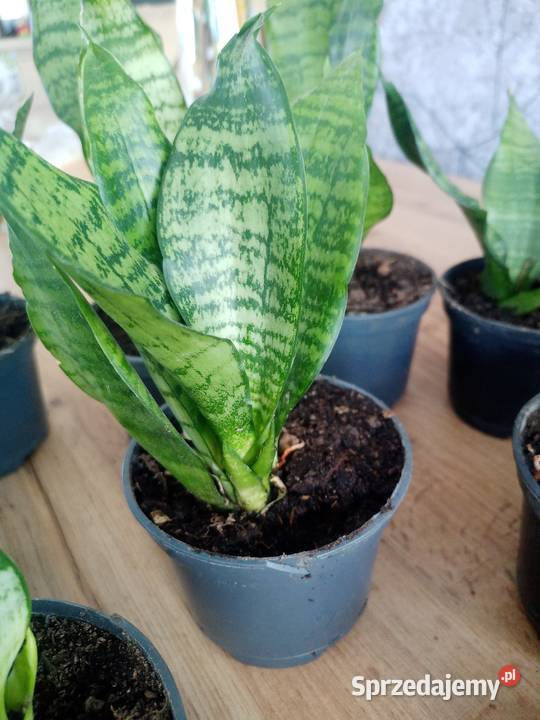Sansevieria sadzonki kwiatka