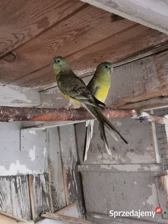 Sprzedam zamienię wielkopolskie Maryszewice