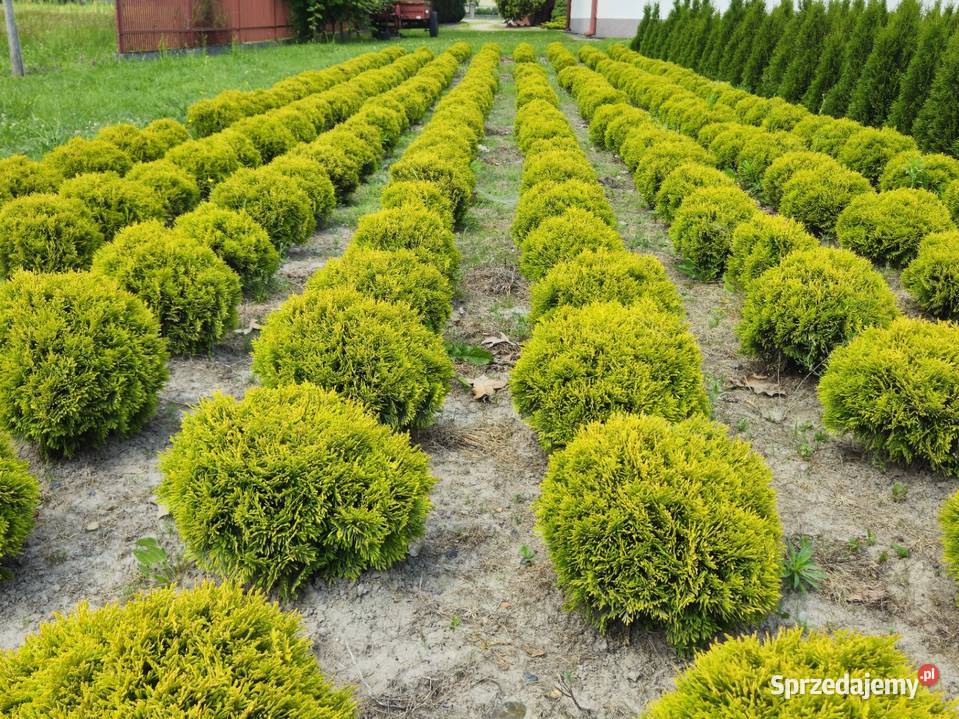 Tuja Mirjam Złota Kula podkarpackie Rzeszów sprzedam
