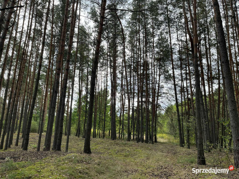 Działka rolna z samosiejkami mazowieckie sprzedam