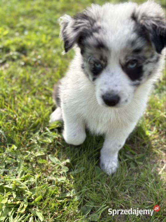 Border Collie Blue Merle suczka Radomsko