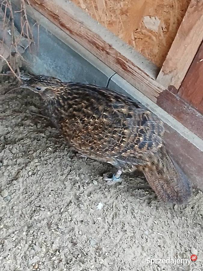 Bażanty tragopan satyr samice Prabuty