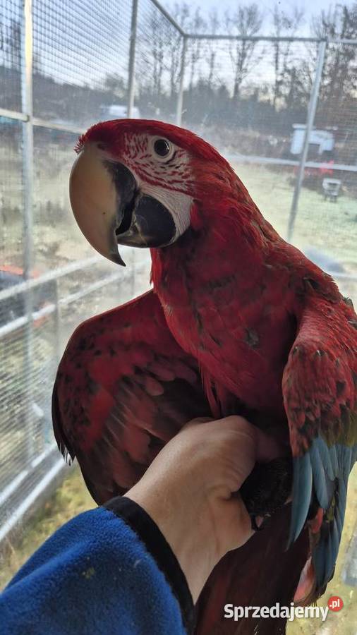 Ara Chloroptera samce 2025 śląskie Jaworzno