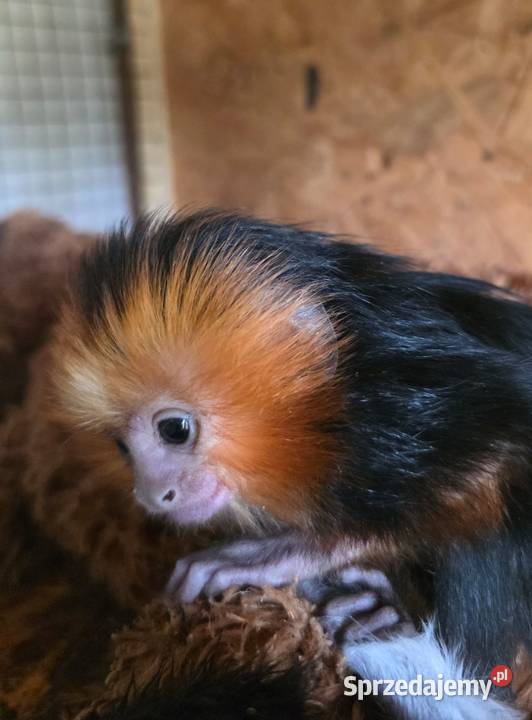Marmozeta Lwiatka złotogłowa Leontopithecus Pozostałe Katowice