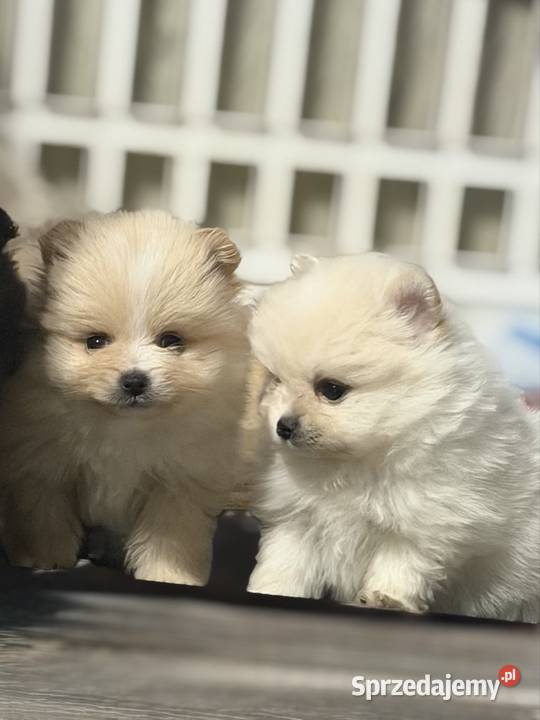 Szpic miniaturowy Pomeranian suczka Gorzów Wielkopolski sprzedam